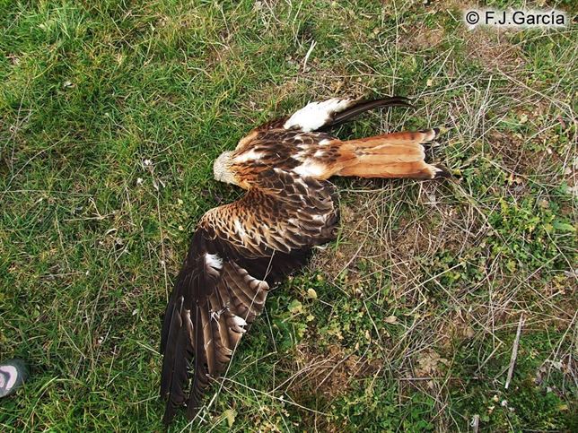 Gobierno de Cantabria se personará por el envenenamiento de 11 milanos reales en Valdeolea