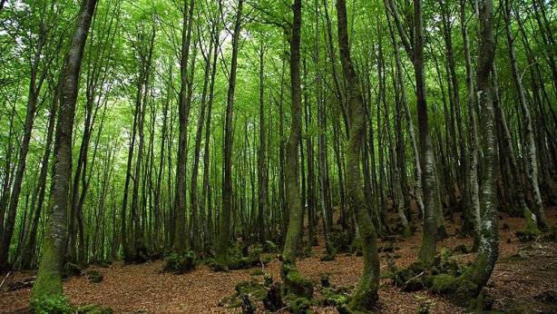 La FAO pide al sector forestal actuar de forma innovadora durante el lanzamiento del Año Internacional de los Bosques