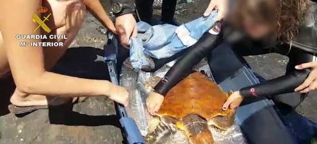 El Seprona recupera una tortuga boba herida en Gran Canaria gracias a la colaboración de unos buceadores