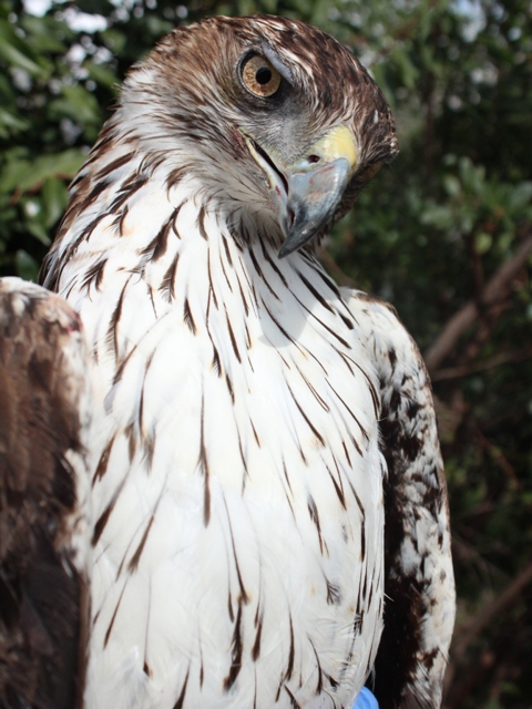 SALVAJADA con un aguila perdicera