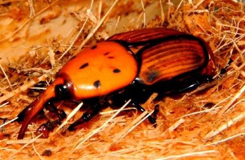 Málaga y la gestión contra el picudo rojo