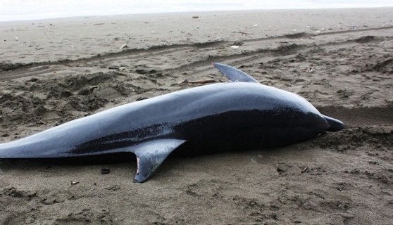 Descubren la causa del encallamiento de delfines en las playas de Costa Rica