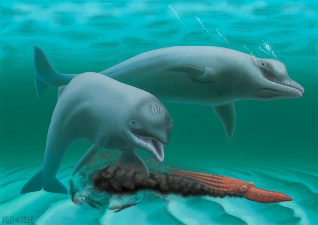 Un buzo descubre un fósil de una especie extinta de delfín enano de hace 30 millones de años