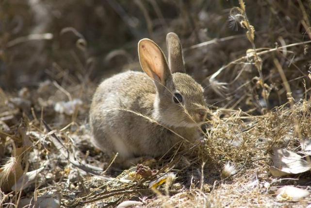 Una plaga de conejos arrasa 15.000 hectáreas en el área de Cigales (Valladolid)