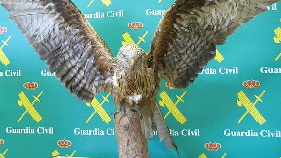 El Seprona incauta en un local comercial de Valladolid un ejemplar disecado de Milano Real