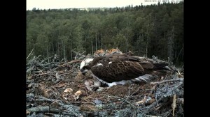 Webcam en directo_Águila imperial ibérica en el Parque Nacional de Cabañeros a través de la webcam de SEO/BirdLife