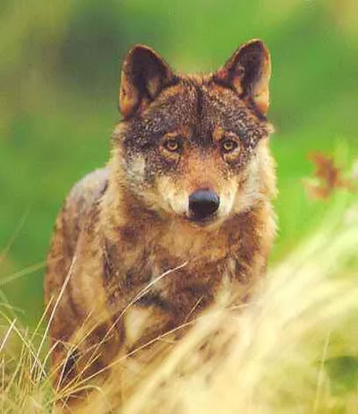 Los tribunales suspenden la caza del lobo ibérico en Castilla y León