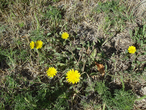 La Consejería concluye la cartografía y evaluación de la vegetación y flora de los ecosistemas forestales