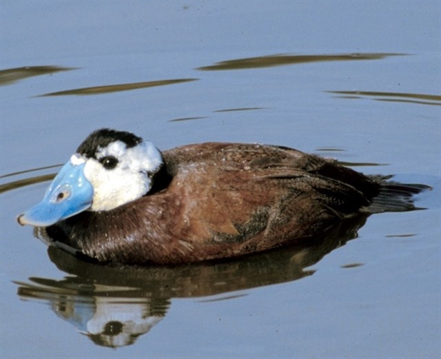 Medio Ambiente inicia el programa de gestión de los humedales con malvasía cabeciblanca