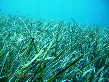 El Mediterráneo y la acidificación