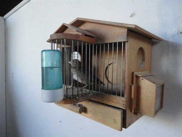 Investigan al dueño de un negocio por tener un ave protegida y comercializar jaulas trampa