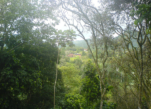 La República Dominicana espera sembrar ocho millones más de árboles