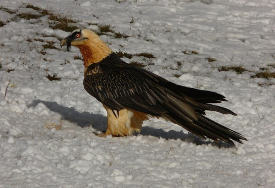 Te explicamos un montón de cosas de los quebrantahuesos pirenaicos