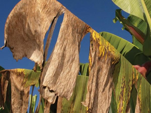 Estudiarán enfermedades emergentes del banano en la República Dominicana