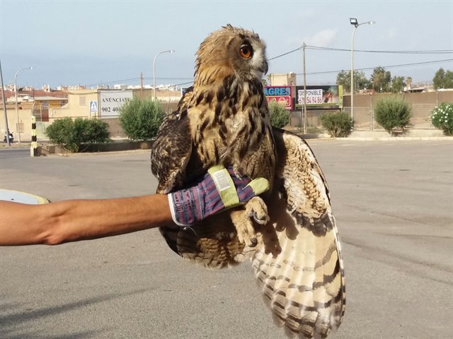 Efectivos de Protección Civil de Águilas rescatan a un búho herido en el paraje de Peñaranda