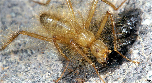 Hallan una mosca que parece una araña