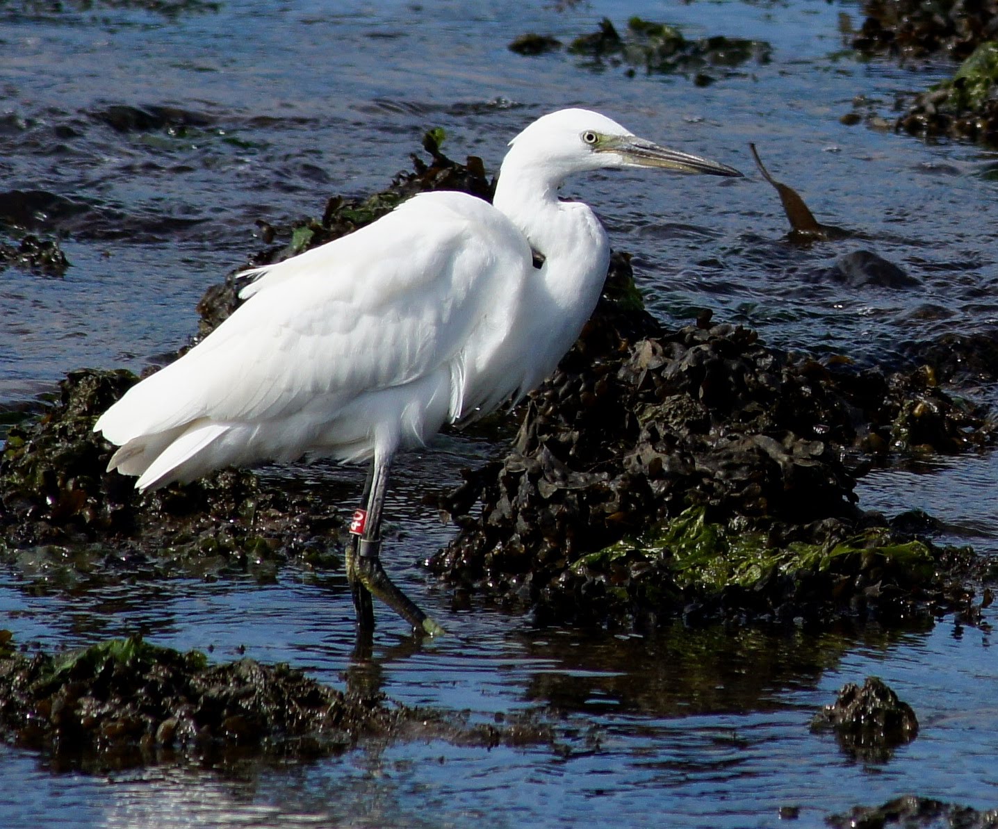 Migres arranca un programa formativo sobre migración de aves en La Janda (Cadiz)