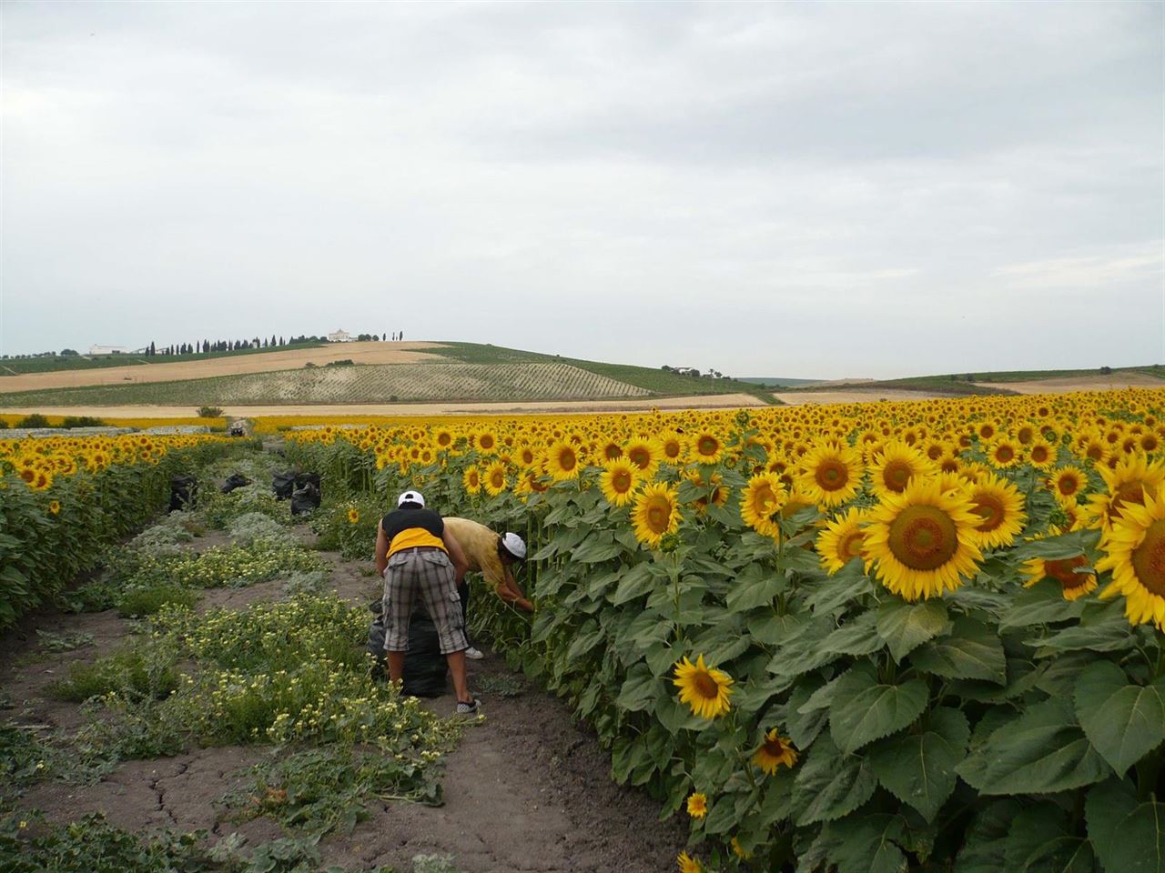 Herbicidas naturales