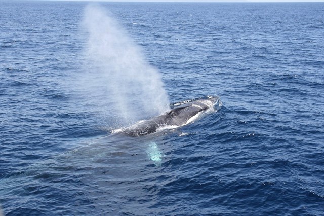 Alianza Mar Blava aplaude que se "despeje el camino" para la protección oficial del corredor de cetáceos