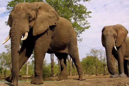 Diez elefantes muertos en Camerún en un enfrentamiento entre cazadores furtivos y soldados