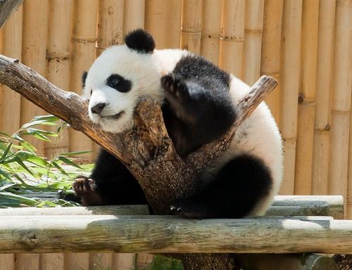 Los internautas ya pueden votar el nombre de la cría de oso panda gigante del Zoo de Madrid