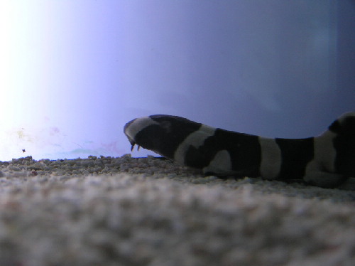 Los animales que más sintieron el movimiento sísmico de Murcia fueron los invertebrados