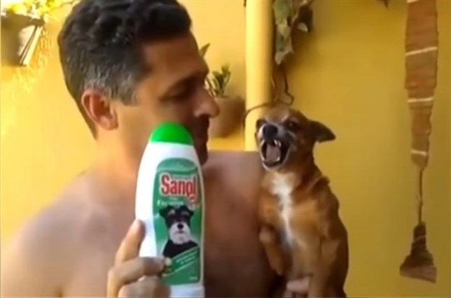 La perrita que no quiere bañarse (Mira este gracioso VIDEO)