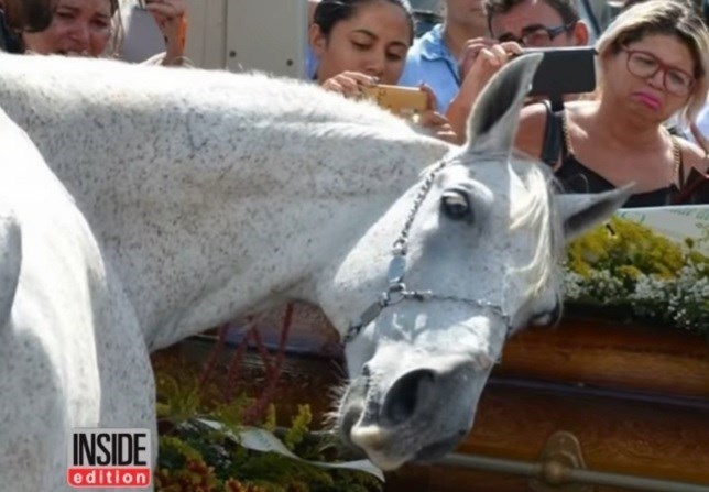 Los caballos también lloran (Ver VIDEO)