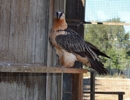 Cataluña y los quebrantahuesos