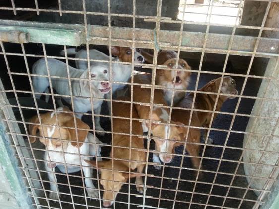 El cazador es el peor ‘enemigo’ del perro