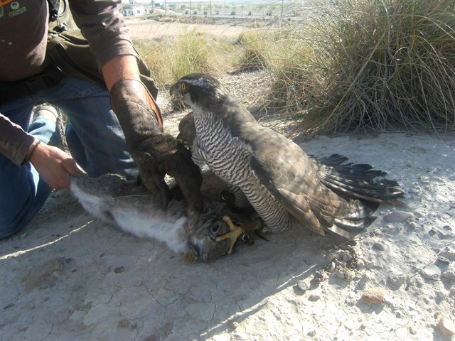 Sale a información pública la norma que regulará la práctica de la cetrería en Murcia