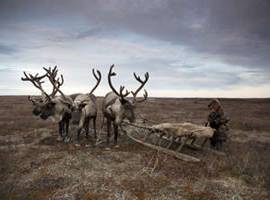 Crisis navideña para el icónico rebaño de renos de Canadá