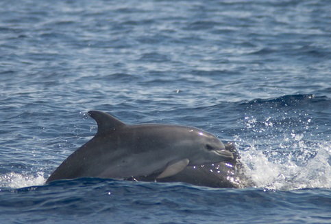 Mejorando el conocimiento de las poblaciones de delfines mulares y calderones grises