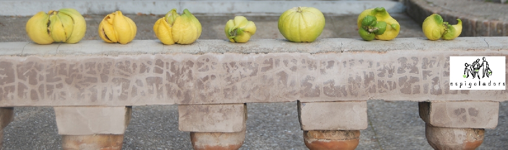 MamaTerra y los nuevos espigadores