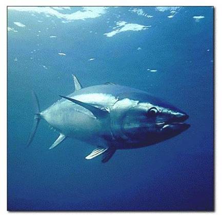 Pescadores rechazan la reserva de hasta el 5% de la cuota de atún rojo al fondo de maniobra