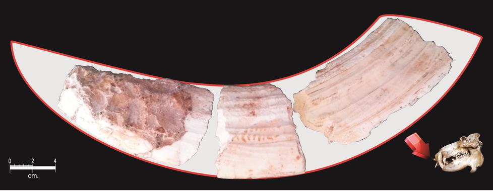 Encuentran huesos de elefantes e hipopótamos en la ribera del Guadalquivir