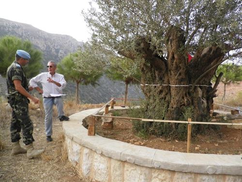 Dónde está el olivo más antiguo del Líbano
