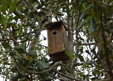 Castellón. El proyecto Mussols llega a Vinaròs