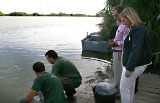 Medio Ambiente libera más de 2.400 ejemplares de anguila europea en el río Guadalquivir