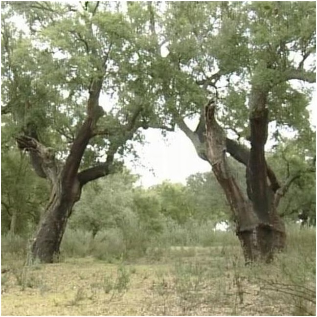 Extremadura invierte 2 millones en el Parque de Cornalvo