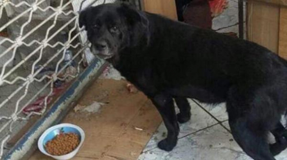 Chile. Esta malnacida apaleó un perro hasta que lo mató (vea el lamentable VIDEO)