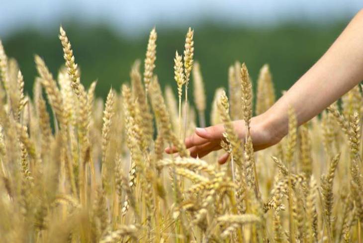Trigo sustentable para los secanos mediterráneos