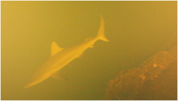 tiburones en un volcán activo naturaleza
