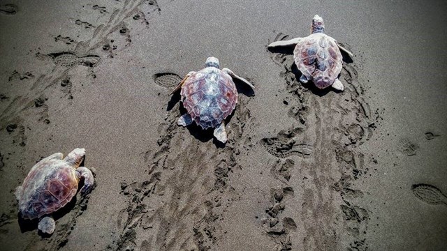 Devuelven al mar 30 tortugas tratadas en su Centro de Recuperación de Gran Canaria