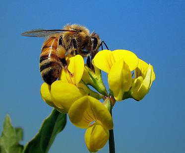 Descubren en Madrid dos nuevas especies de insectos