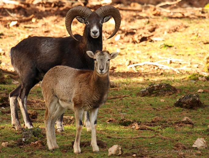 Muflones a Cabárceno