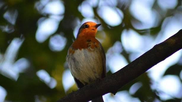 Navarra suspende las autorizaciones de captura de aves silvestres para cría