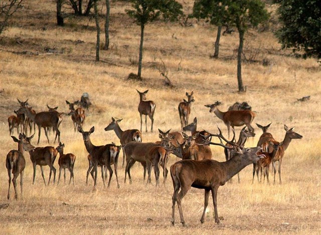 La Reserva de Caza de Cíjara recibe la etiqueta de calidad Wildlife Estates por su valor como coto faunístico