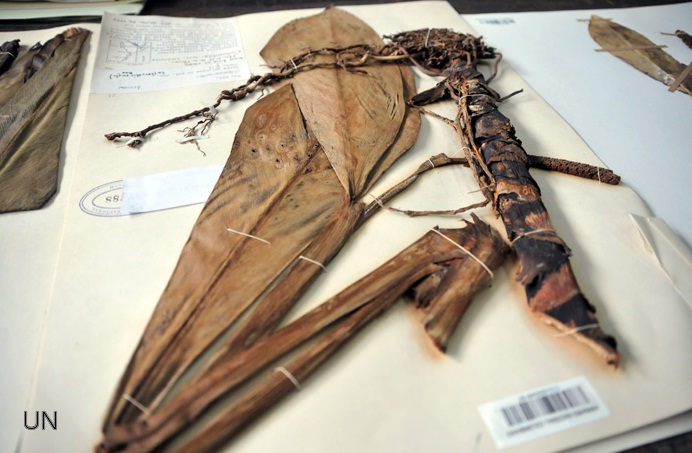 Colombia. Descubren cuatro nuevas especies de plantas en Nariño y Chocó