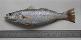 Hallan corvina americana - especie invasora - en el Golfo de Cádiz